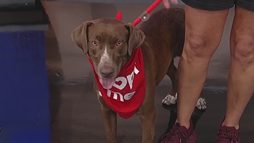 Meet Canela: Our Pet of the Day