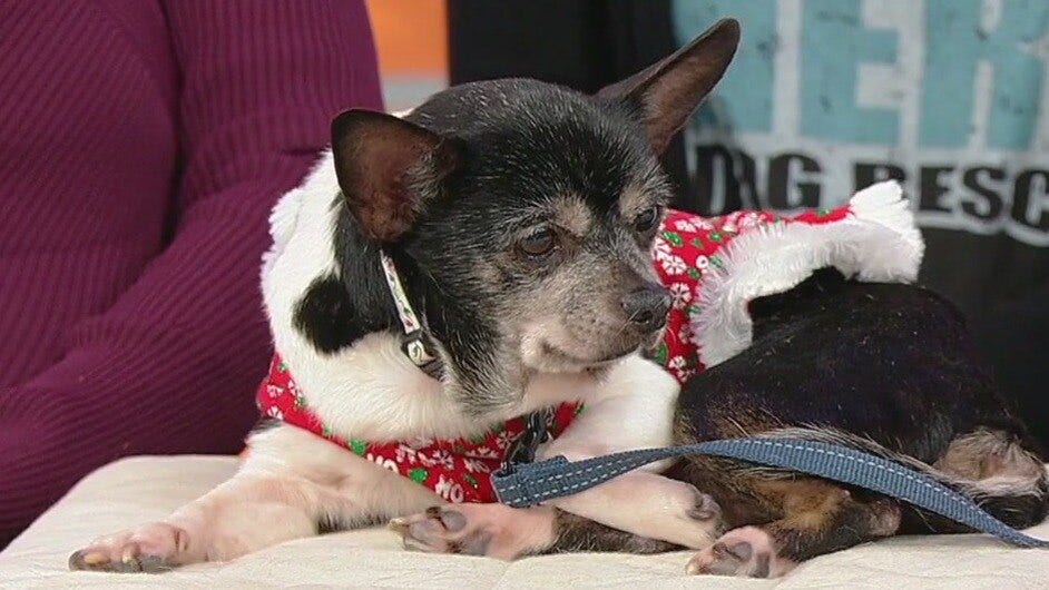 Meet Fancy: Our Pet of the Day