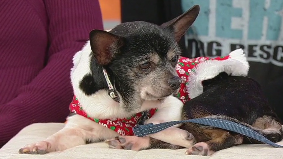 Meet Fancy: Our Pet of the Day