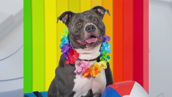 Adopt Cleopatra at Austin Pets Alive!