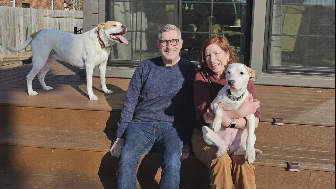 Dog rescued from snow finds new home