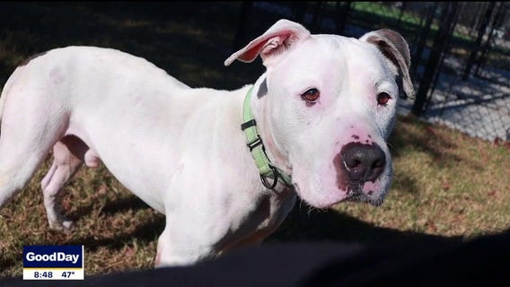 Dog of the Day: Snoopy