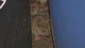 'Top 50 rattiest cities': 2 California cities make the top 5 again