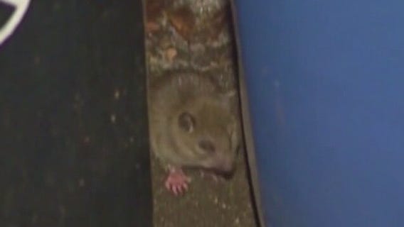 'Top 50 rattiest cities': 2 California cities make the top 5 again