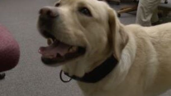 Racine County K-9 helps catch child porn offenders