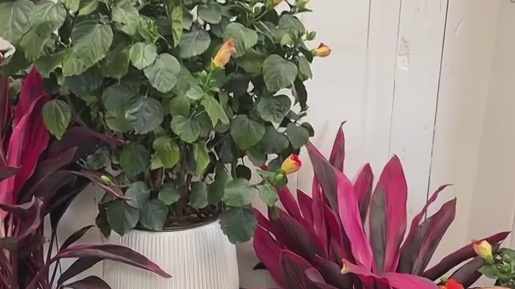 Turn your outdoor space into a tropical oasis