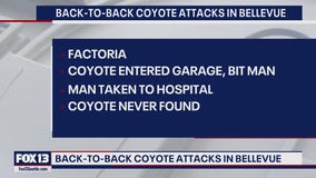 2 recent coyote attacks in Bellevue area