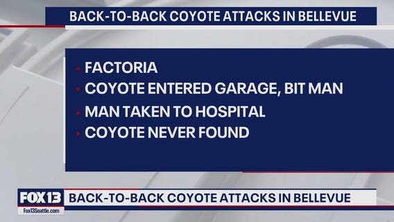 2 recent coyote attacks in Bellevue area