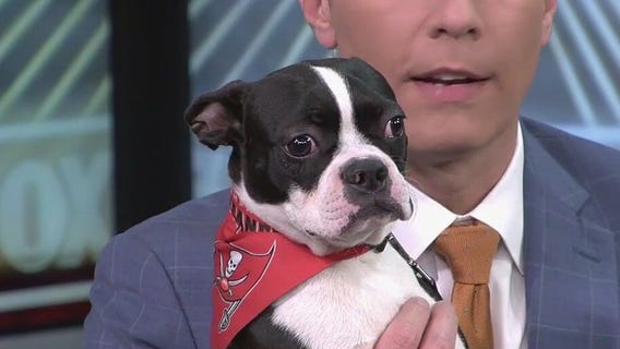 Meet Sonny, our FOX 13 Pet of the Week