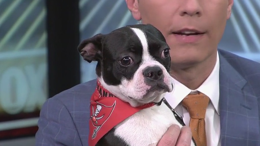 Meet Sonny, our FOX 13 Pet of the Week