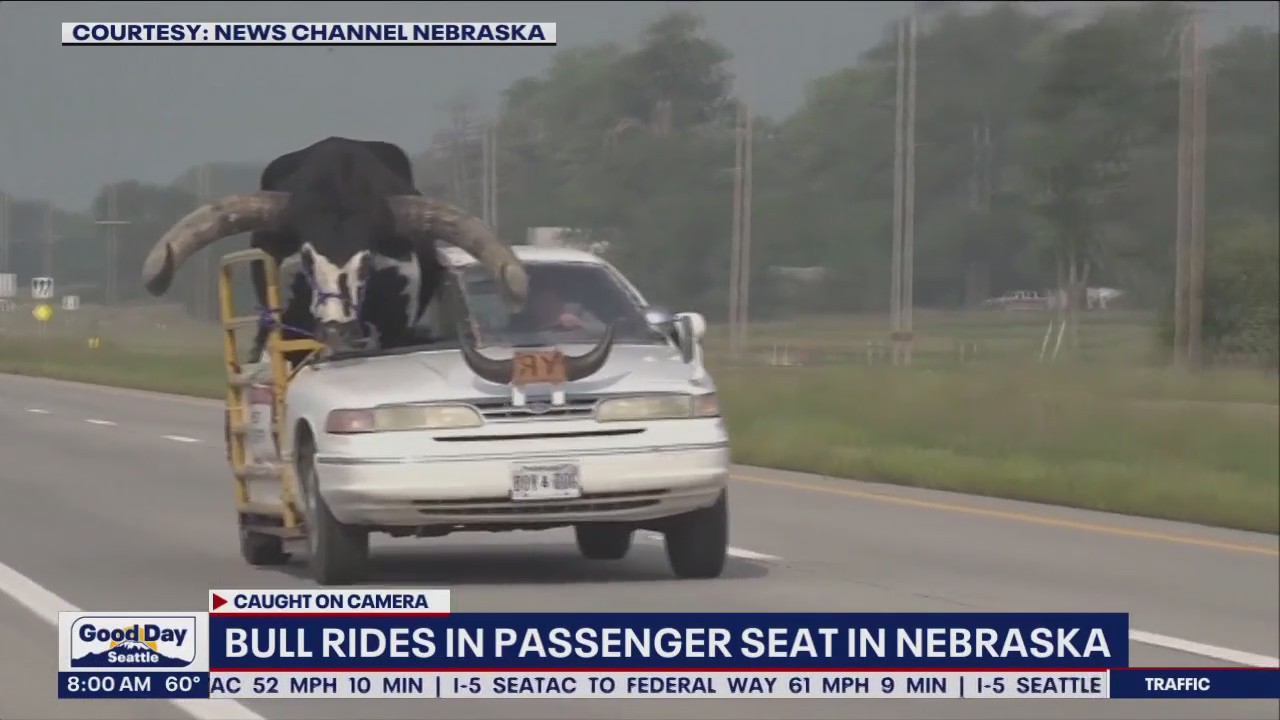 Bull rides in passenger seat in Nebraska