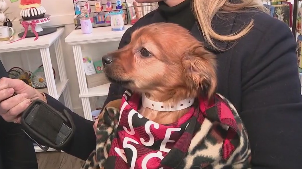 Nothing Bundt Cakes teams up with Arizona Humane