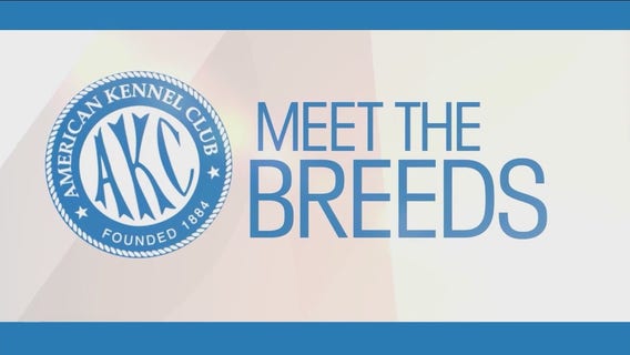 Meet the Breeds