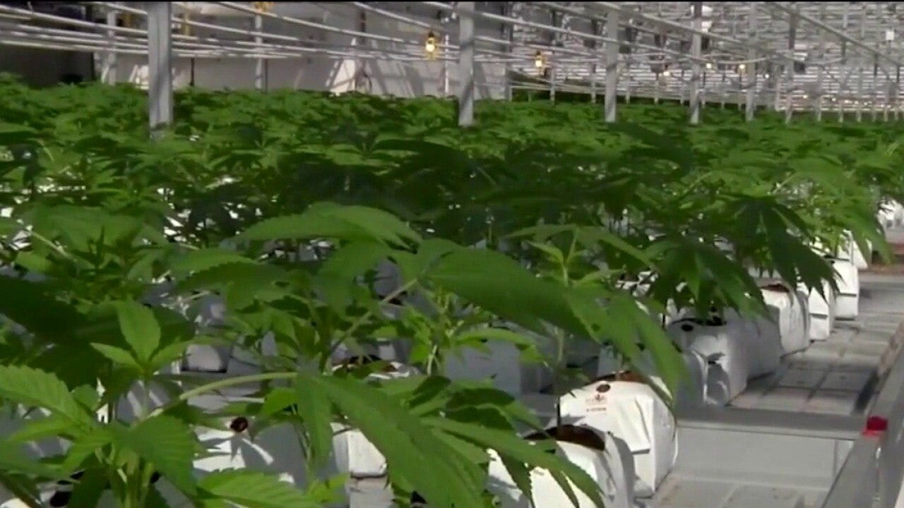 Trump signs executive order to reclassify marijuana