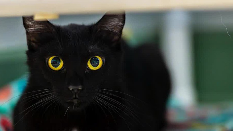 Pet of the Day from Paws Atlanta