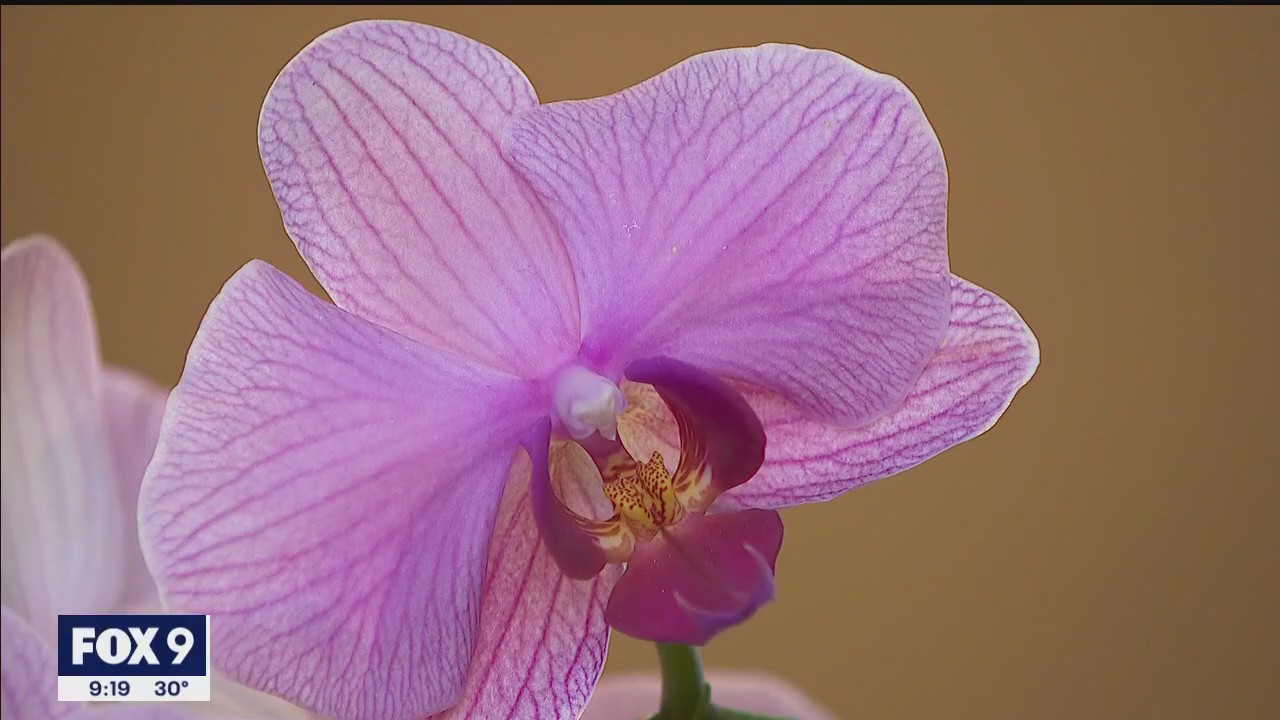 U of M biophilia design exhibit looks at impact on health