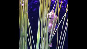 Dwarf seahorse gives birth to 9 babies at Brookfield Zoo