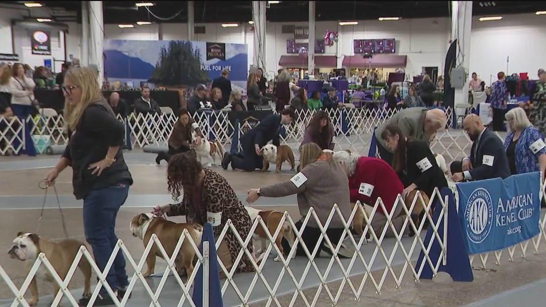 Bay Area couple to judge National Dog Show
