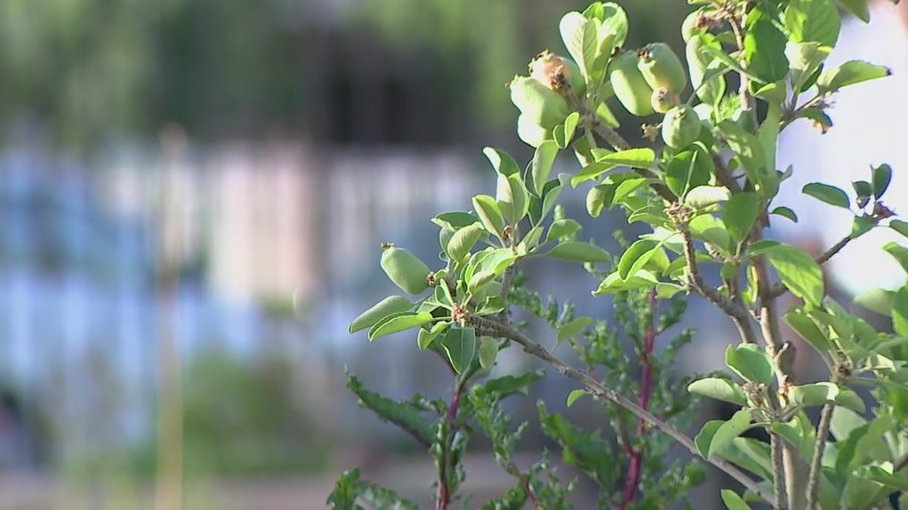 Phoenix Zoo introduces new pollinator garden