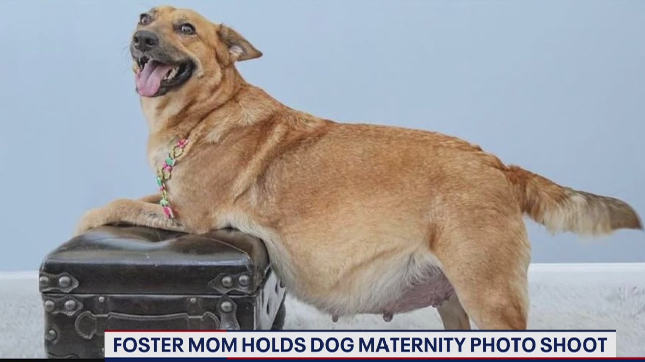 Homeward Trails Animal Rescue foster mom holds maternity photoshoot for dogs