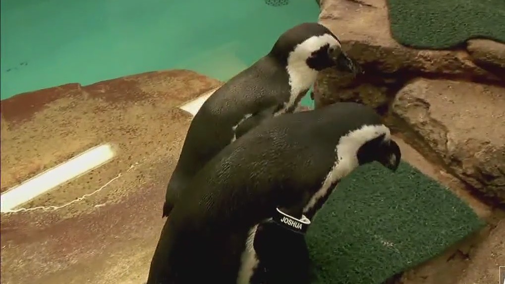 Animal love stories from the Como Zoo