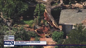 Large oak tree falls on home in Redwood City