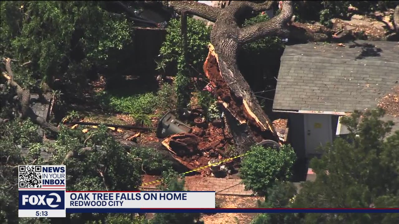 Large oak tree falls on home in Redwood City