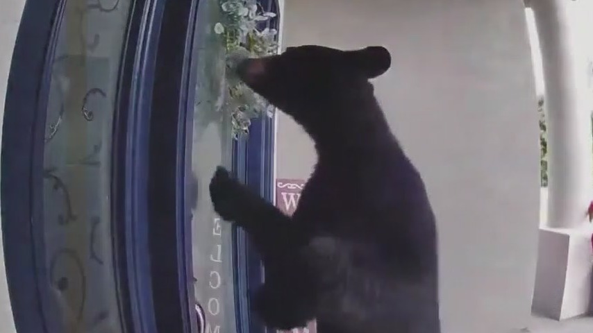 Bear attacks Florida woman and her dog walking near their home