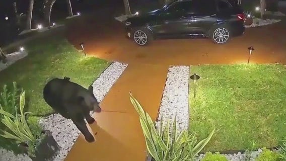 Bear steals food delivery order from front porch