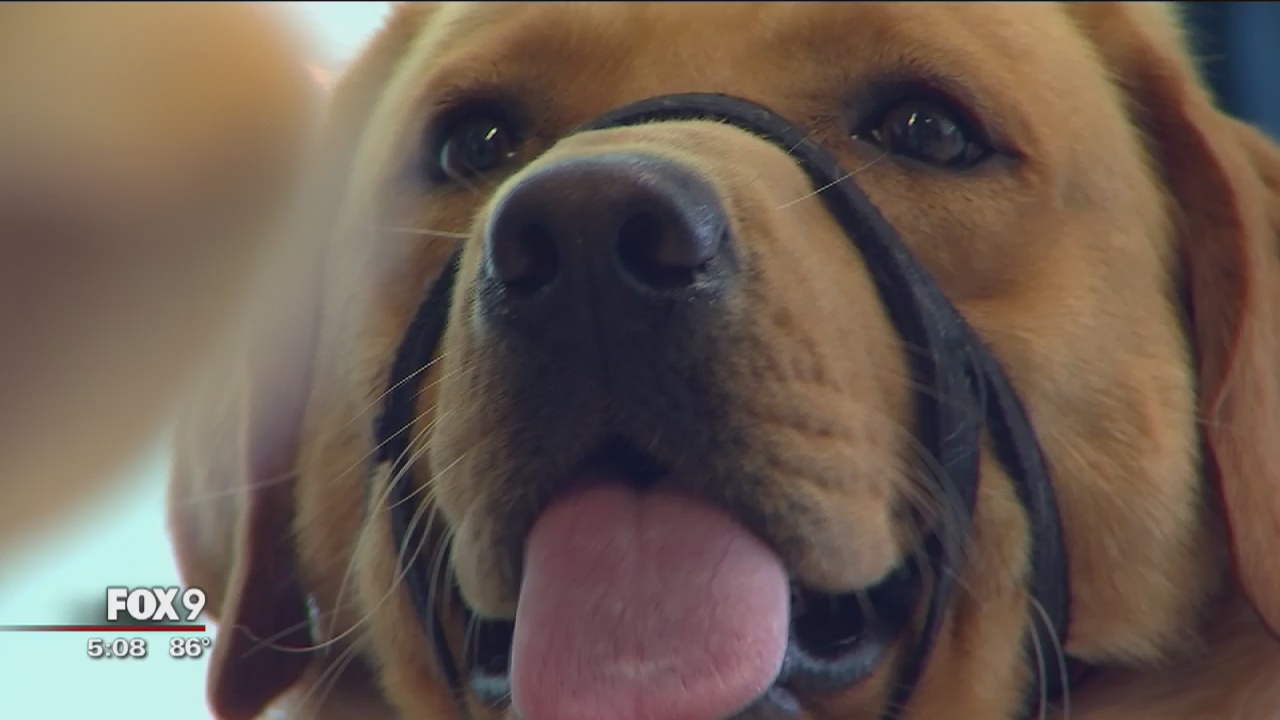 Service dogs-in-training take flight to nowhere at MSP Airport