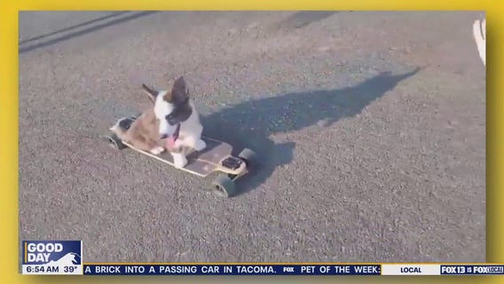 Pet Tricks for Monday, November 24