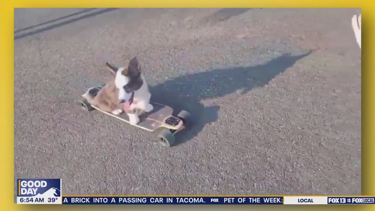 Pet Tricks for Monday, November 24