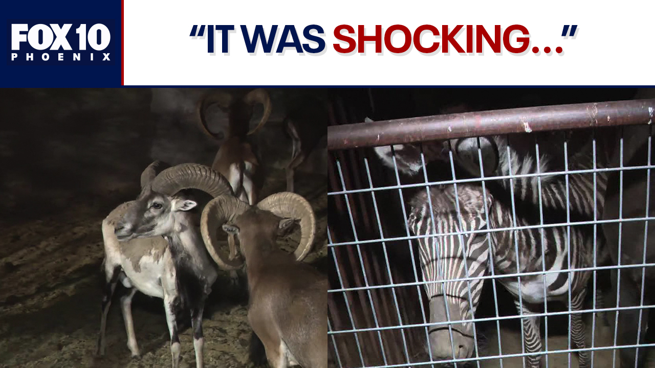 Exotic animals seized: Rio Verde residents react