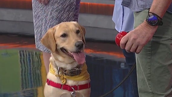 Meet Rusty: Our Pet of the Day