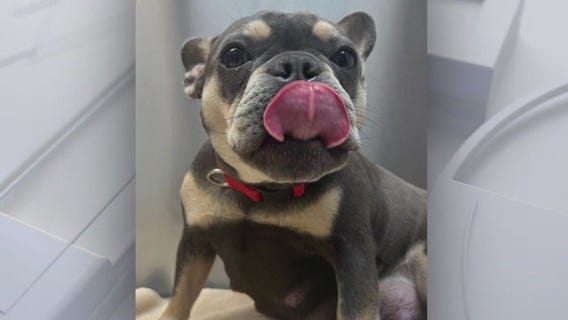 French bulldog stolen at gunpoint in LA County