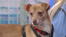 Meet Waldo: Our Pet of the Day