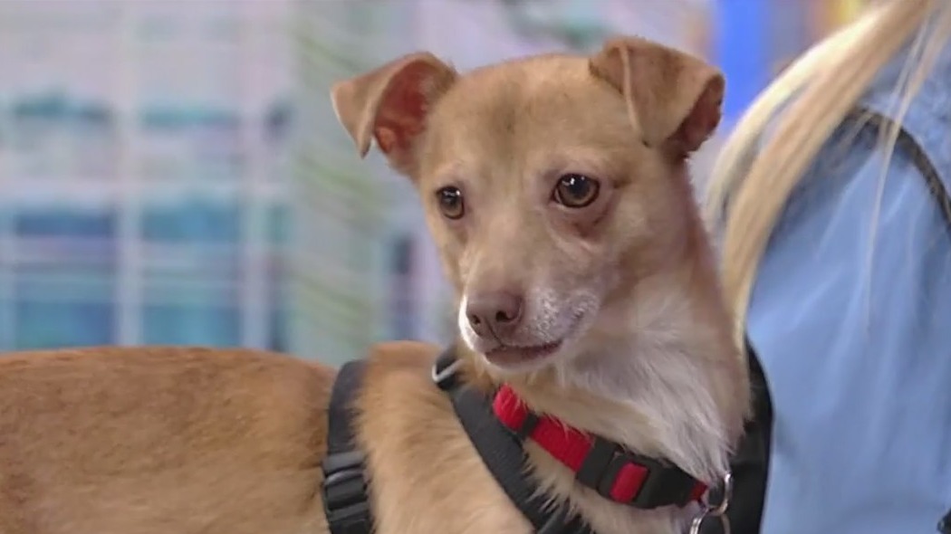 Meet Waldo: Our Pet of the Day