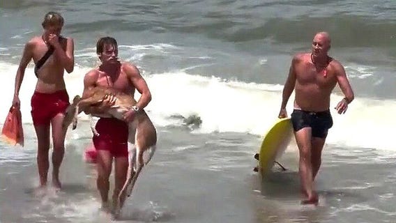 Florida lifeguards rescue deer from the ocean