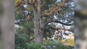 Oak Tree older than Chicago to be cut down Monday
