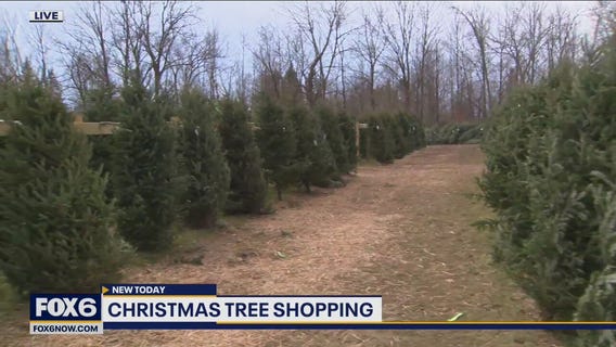 Christmas tree shopping in Mequon