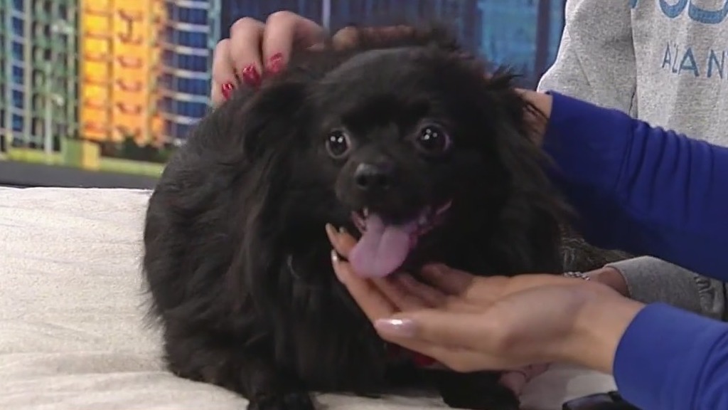 Meet Ghirardelli: Our Pet of the Day