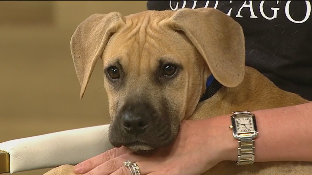 It's not too late to adopt from PAWS Chicago