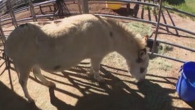 Do Nothing with Donkeys l Community Cares