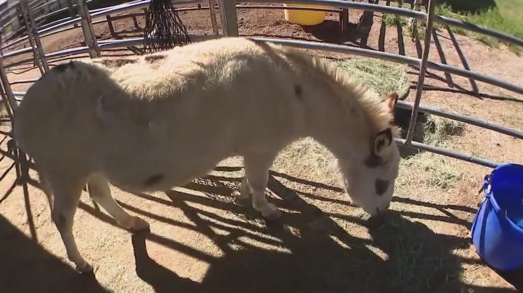 Do Nothing with Donkeys l Community Cares