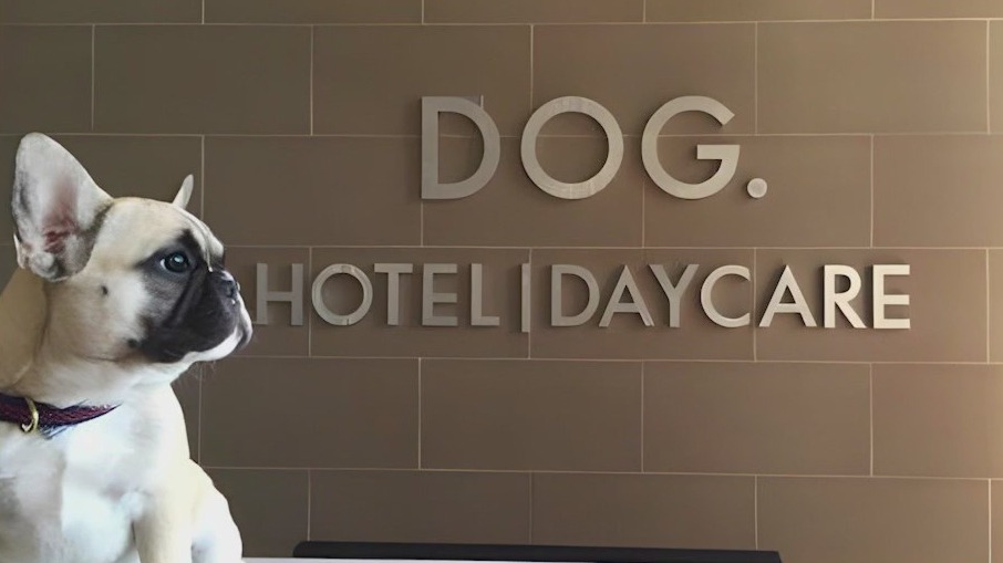 New luxury dog hotel, daycare center opens in Chicago