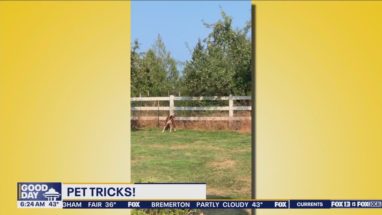 Pet Tricks for Thursday, May 2