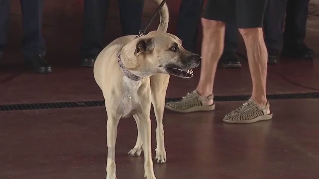 Firefighters reunite with dog they saved | FOX 13 Tampa Bay