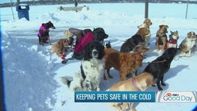 How cold is too cold for your pup? Our vet has the answer