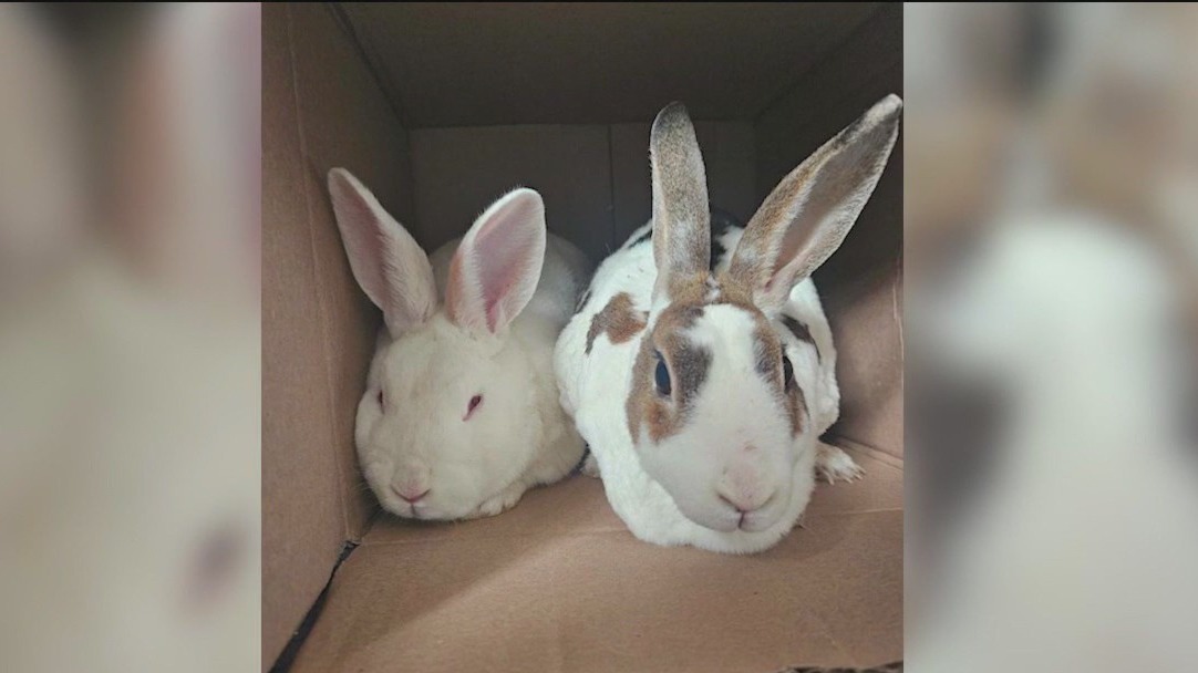 16 rabbits rescued, 1 dead after being dumped in Bridgeport park, officials say