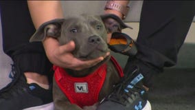 Silent Night pet foster program